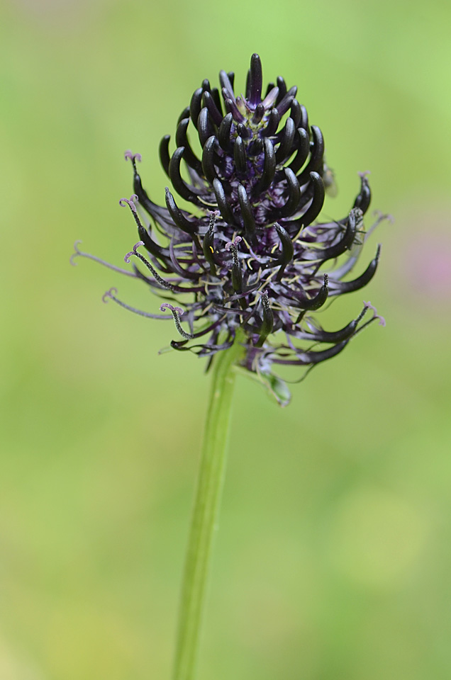 Phyteuma ovatum / Raponzolo plumbeo